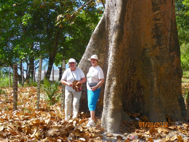 Lelice (Davis) Newcomb and AnnCherie (Kelly) Dye beside the Panama Tree.