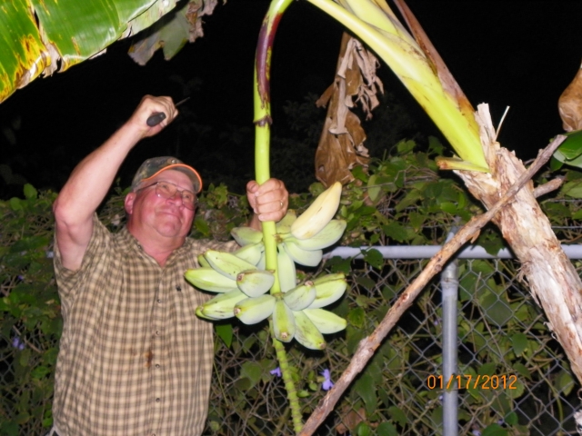 Wendell Newcomb cutting down bananas in Bobbys back yard.